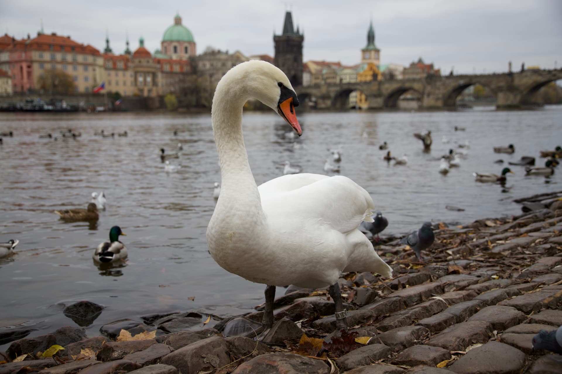 White swan on the bank of the Vltava with the city behind